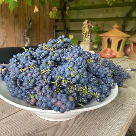 Casa de Férias Arthouse Lola